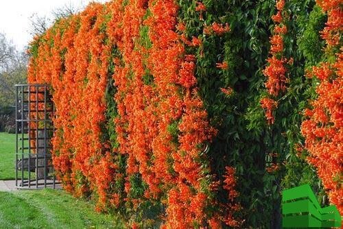 Какие вечнозеленые кустарники выбрать для живой изгороди