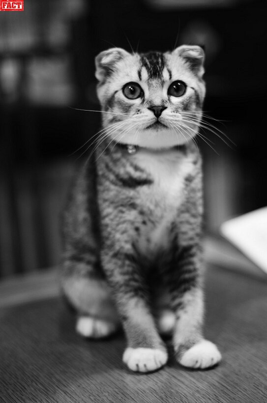 Olivicoltore 奕丞 Umi the kitten (65)