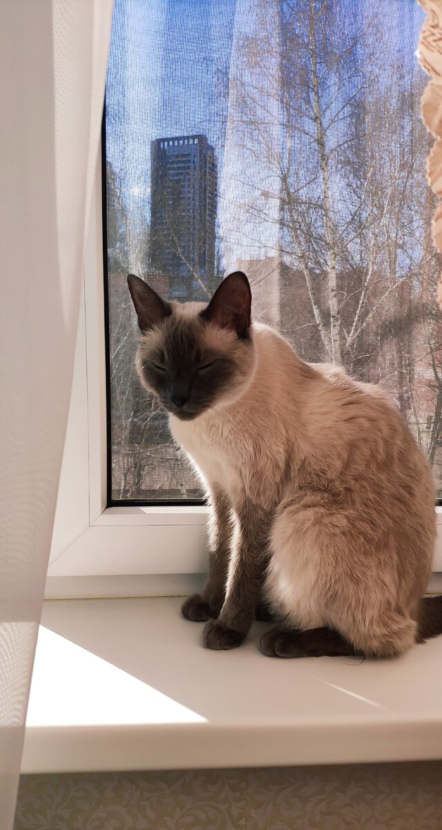 Мой кот Макс