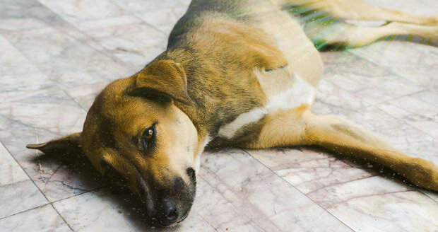 Собака с тремя лапами спасла новорожденного