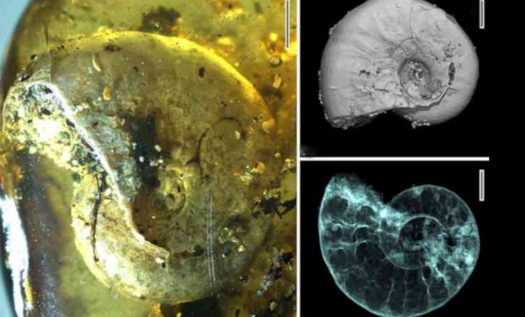  Аммонит в янтаре