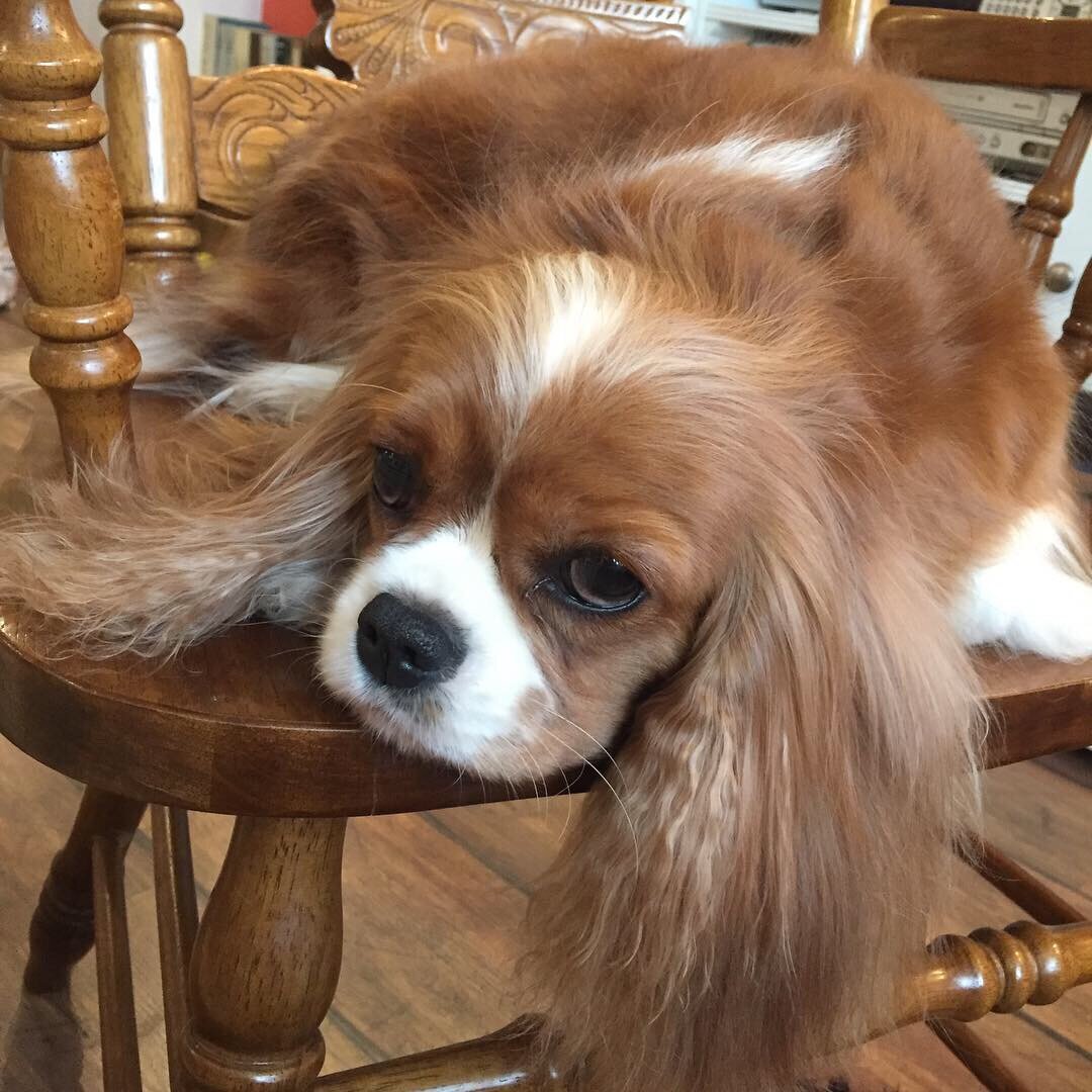 Кавалер Бэлла