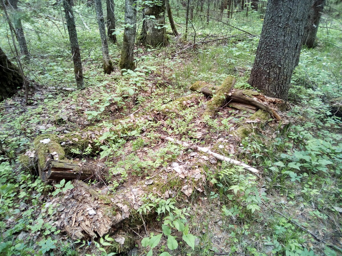 Могила в лесу