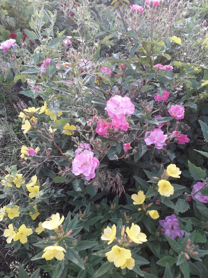 Одна из моих парковых розочек