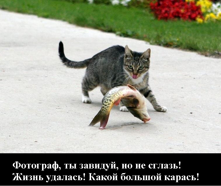 Ля иногда кокетничает со мной по русски. Кот в непонятках. Непонятки картинки. Непонятки смешное. Кот жизнь удалась.