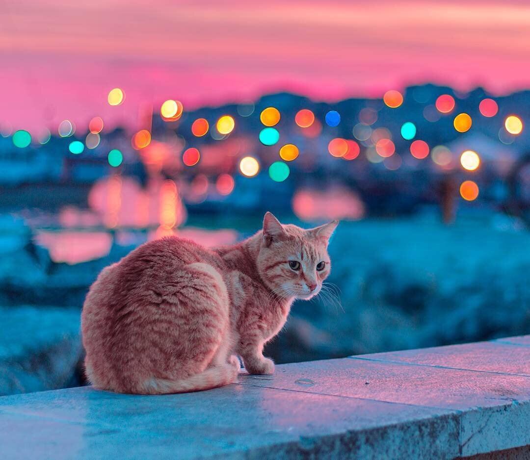 ФОТО: Şaban GÜNGÖR (@sabangngr)