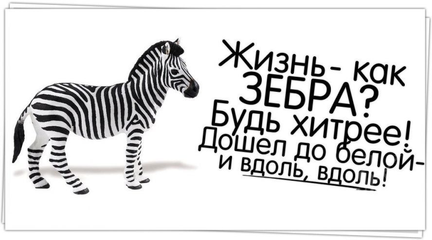 Life zebra. Жизнь Зебра. Смешные цитаты на белом фоне. Черно белая полоса в жизни. Жизнь как Зебра полоса белая.