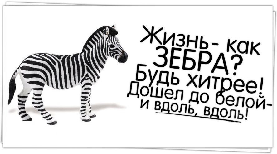 Желаю белой полосы. Жизнь Зебра. Жизнь как Зебра полоса белая полоса черная. Зебра черная полоса в жизни. Черно белая полоса в жизни.