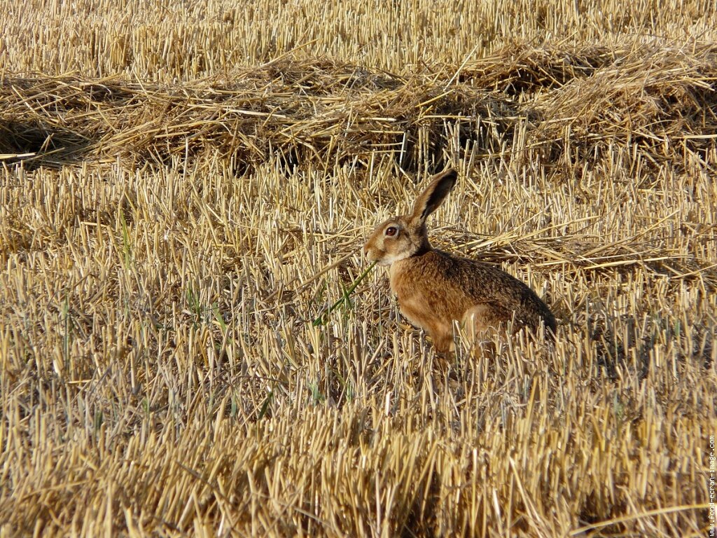 Фото взято из интернета