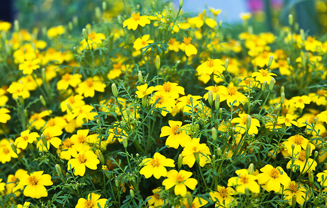 Бархатцы мелкоцветковые, тонколистные образуют прямостоячие кустики высотой 15 — 25 см с перисто — рассеченными листьями и многочисленными простыми соцветиями диаметром 1 — 3 см.