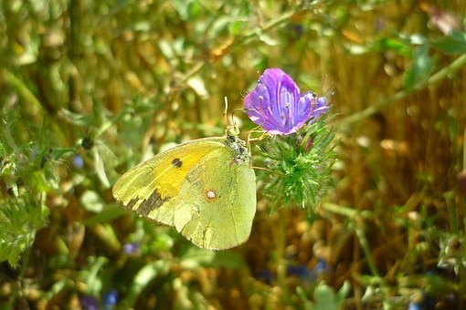 https://cdn.pixabay.com/photo/2013/05/26/22/07/butterfly-113898__340.jpg