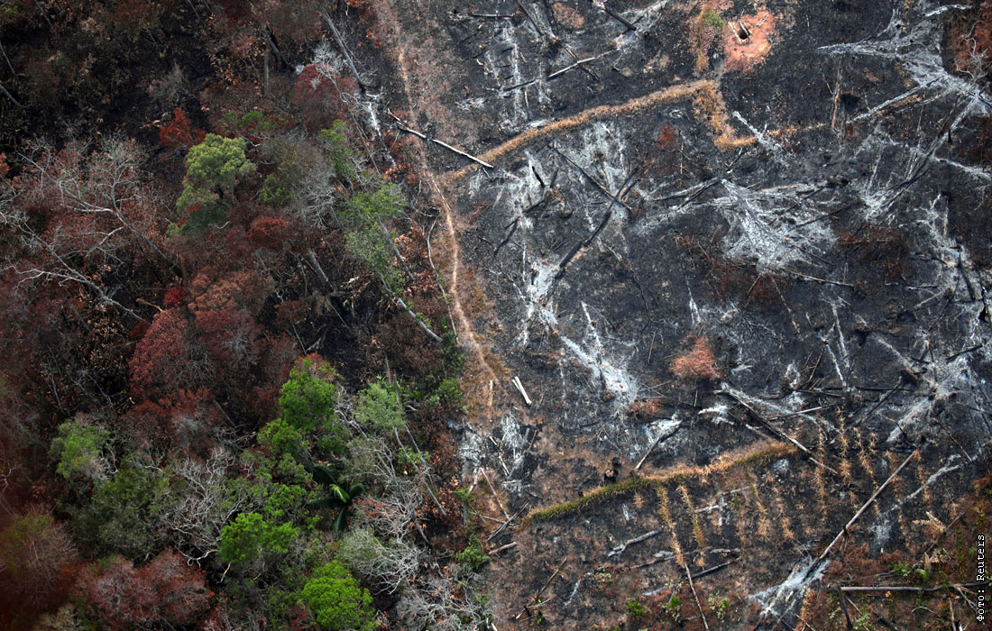 Леса Амазонии