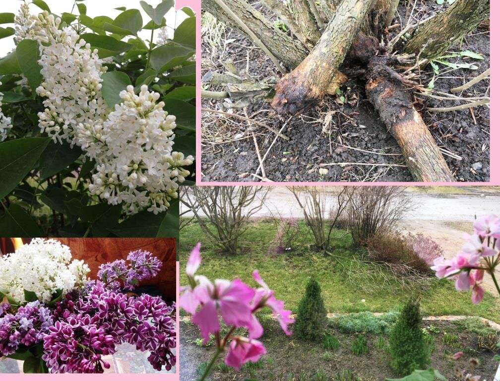 Многие думают, что сирень - устойчивый к ветру кустарник