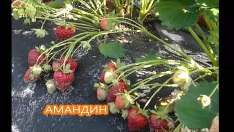 Клубника нейтрального светового дня Амандин