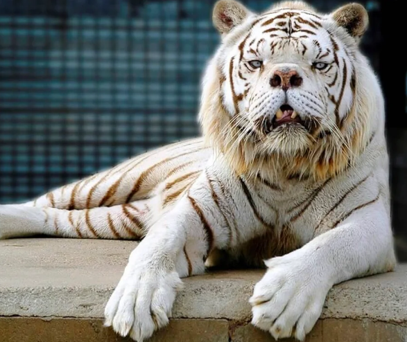 белый тигр с синдромом дауна