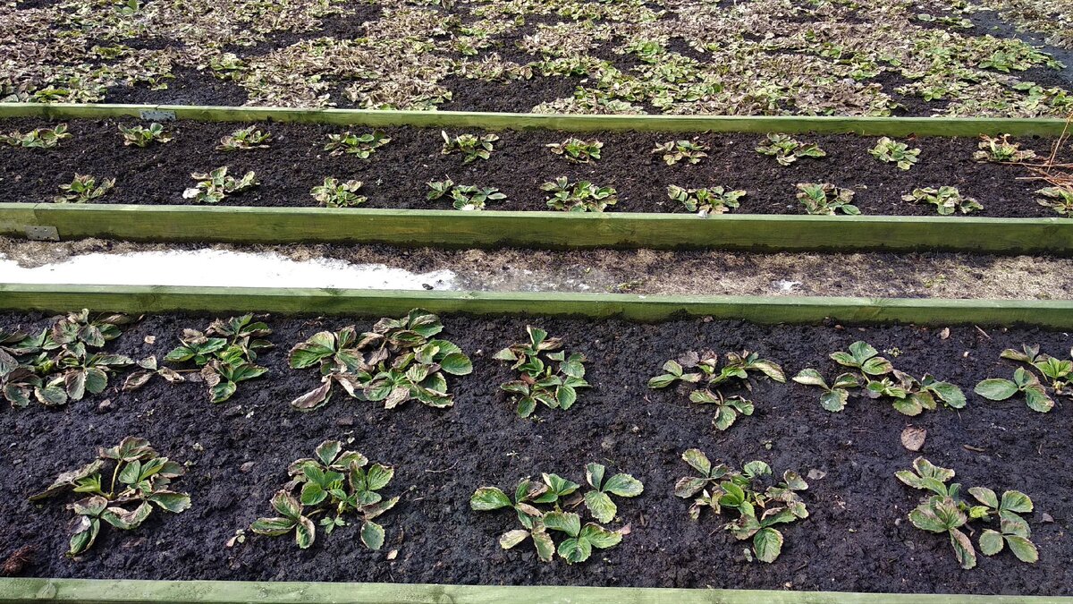 Моя клубника после зимовки.