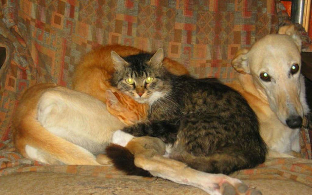  Друзья: Грей, Рыжик и Мотя. Вместе теплее (фото из архива автора) 