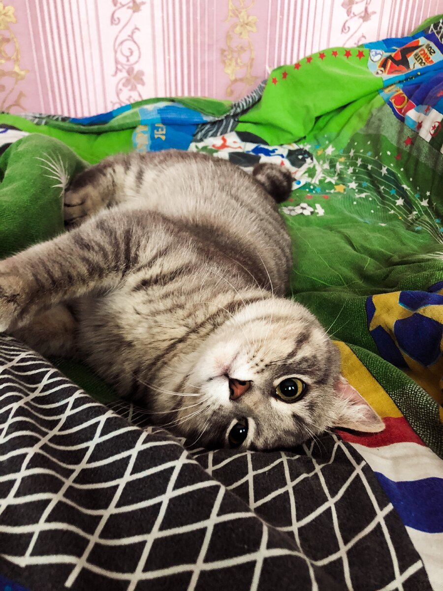 Личное фото кота