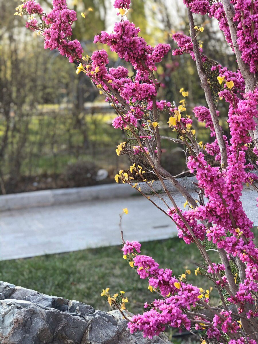В Тбилиси расцвел Церцес обыкновенный или Иудово дерево. Фото из личного архива