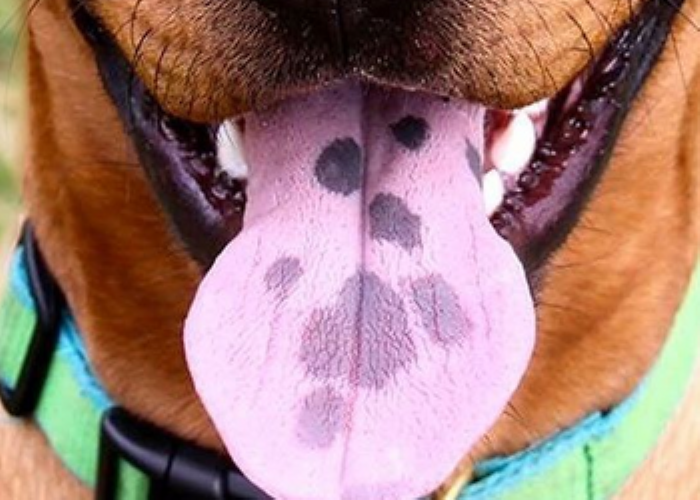 Вопреки распространенному мифу, черные пятна на языке вашей собаки не означают, что они часто жуют. Хотя это правда, что одна из самых известных физических черт  Чоу -его синевато-черный язык.