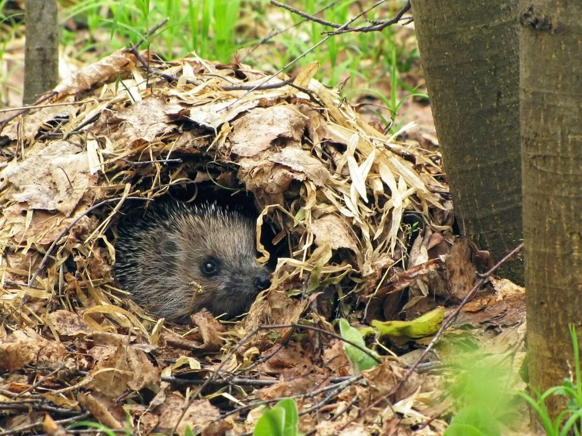 Норка Ёжика.