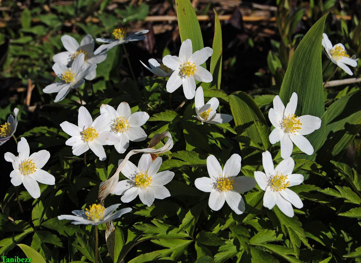 Анемона (ветреница) дубравная / Anemone nemorosa