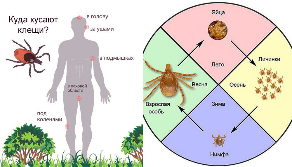 Как кусает клещ схема