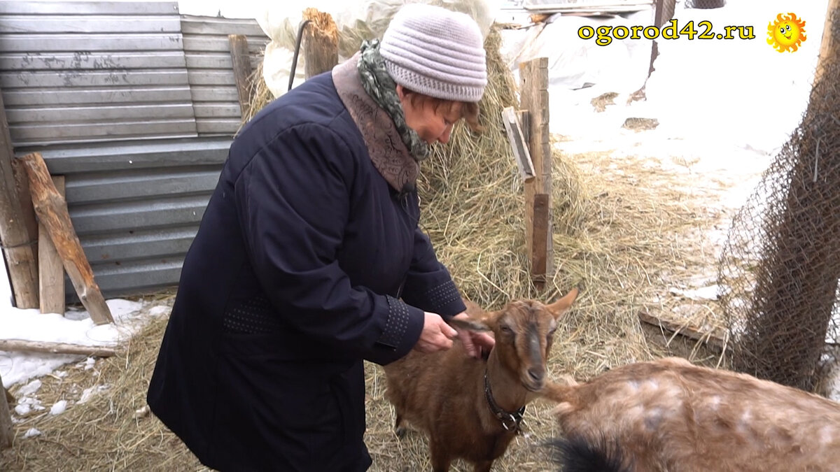 Заведи себе козу | Людмила Филаткина | Дзен