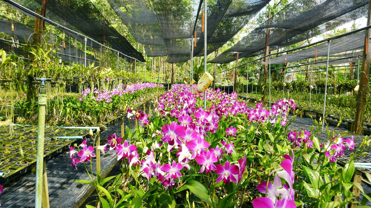 Какая-то оранжерея