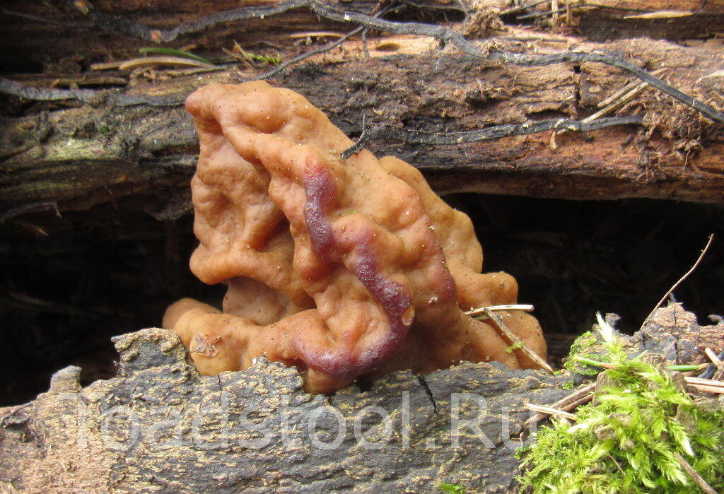 Мой первый строчок: не накрашенный, а опаленный морозом (фото И.Лебединского)