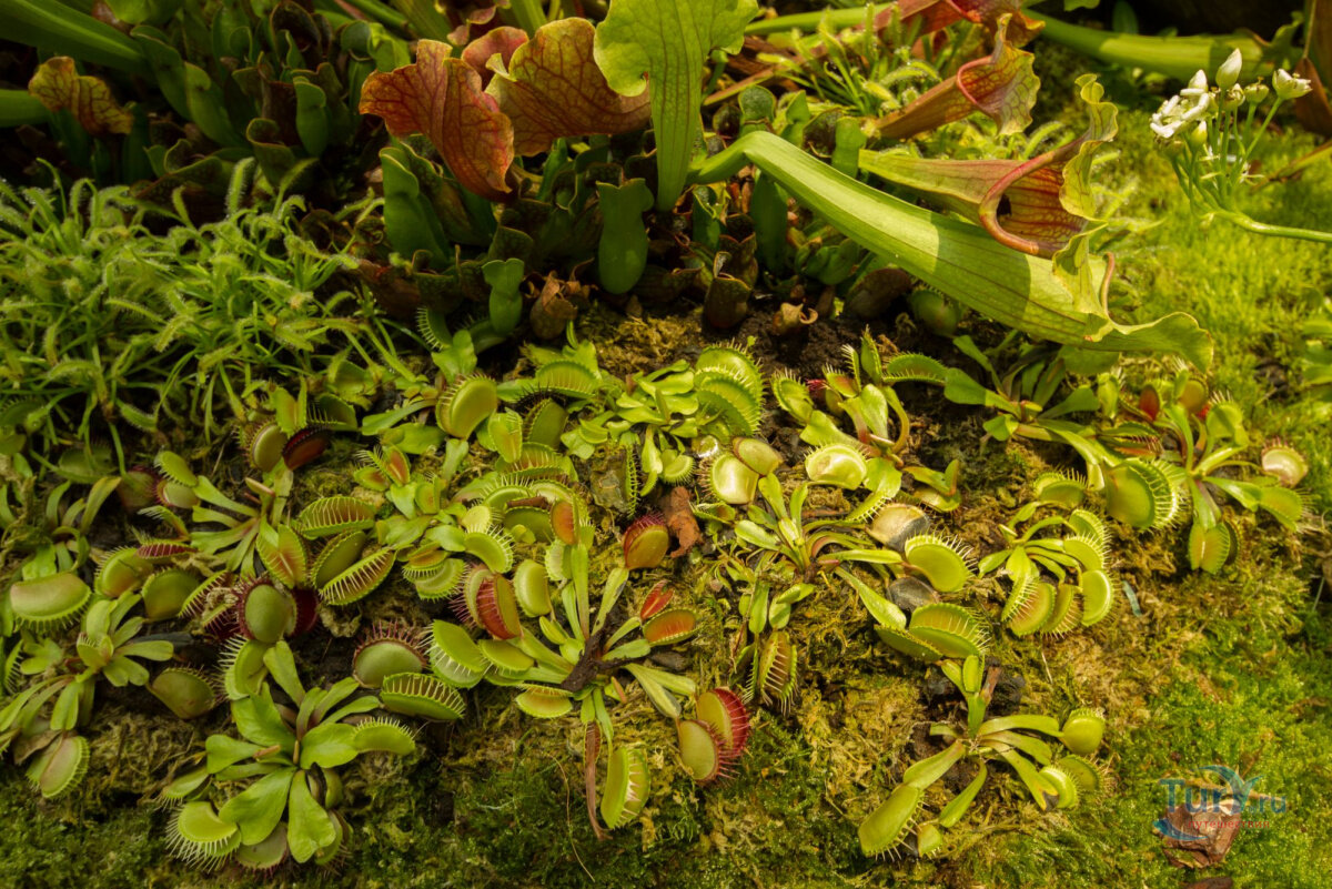 Источник: https://www.tury.ru