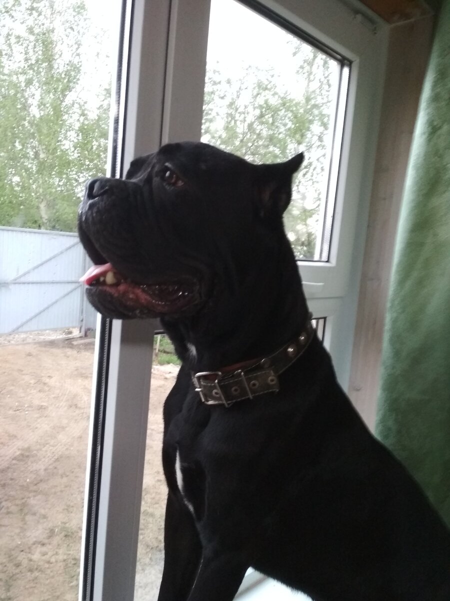 На фото: Дюк  Принц  Легиона. Личное фото