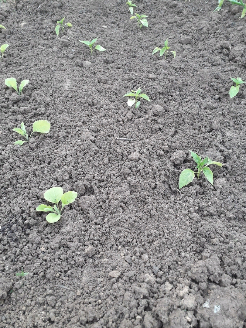 Высадила перец