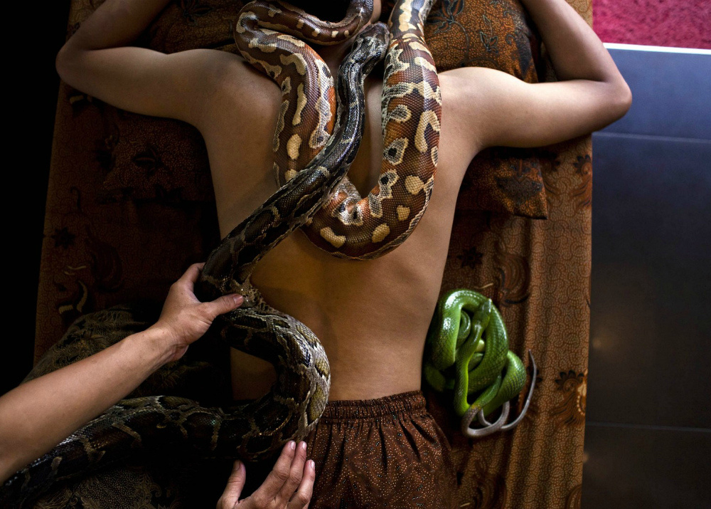 Источник фото: https://bizfin.club/ekstremalnyj-biznes-10-primerov-biznesa-s-opasnymi-zhivotnymi/