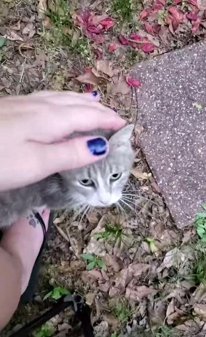 Кошка спрашивала кошку. Stray Cat