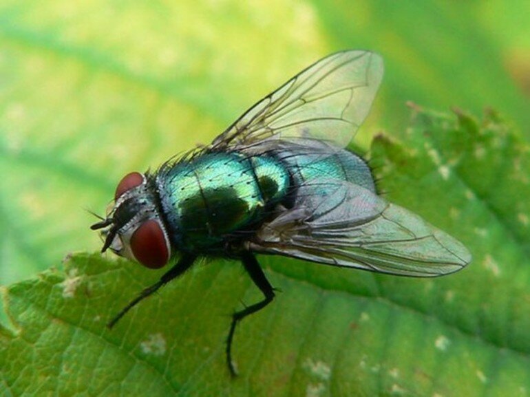 Мухая. Муха навозная зеленая. Муха зеленушка. Муха синяя мясная (Calliphora uralensis). Бирюзовая Муха.