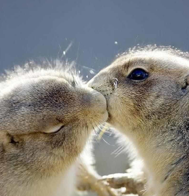 Грызуны целуются. Штраф!