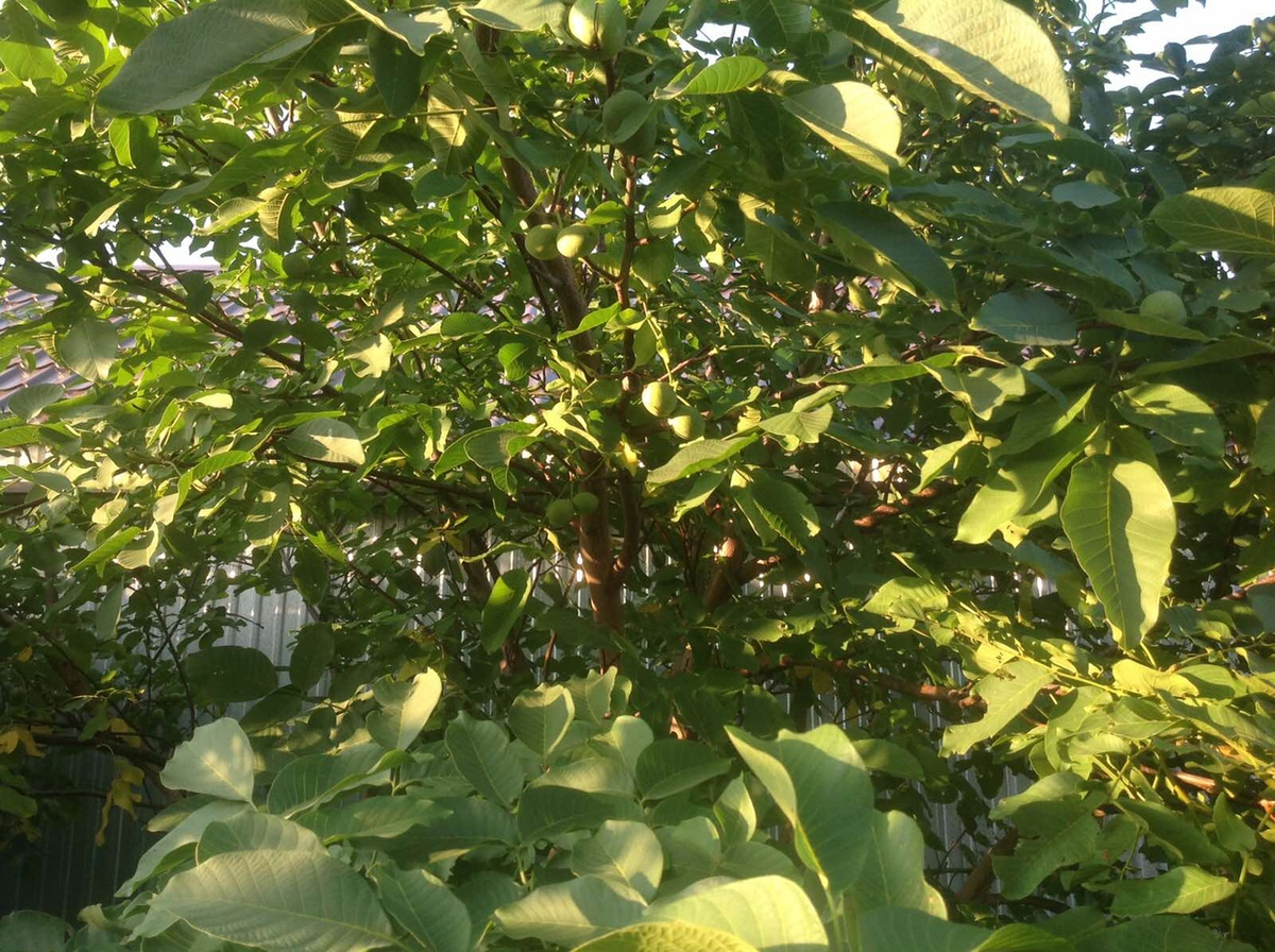 фото из личного архива