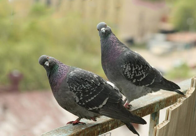 Буду благодарна, если подпишетесь на канал или поставите лайки. Так вы поможете развитию канала.