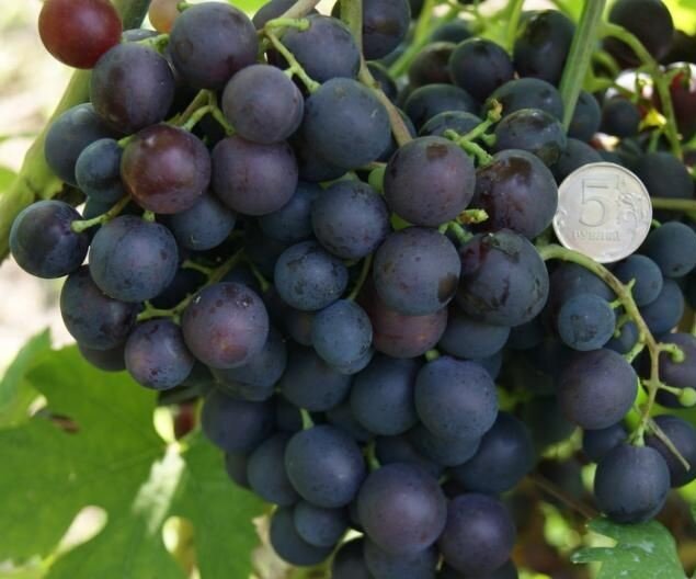 виноград Эффект,фото из открытых источников.