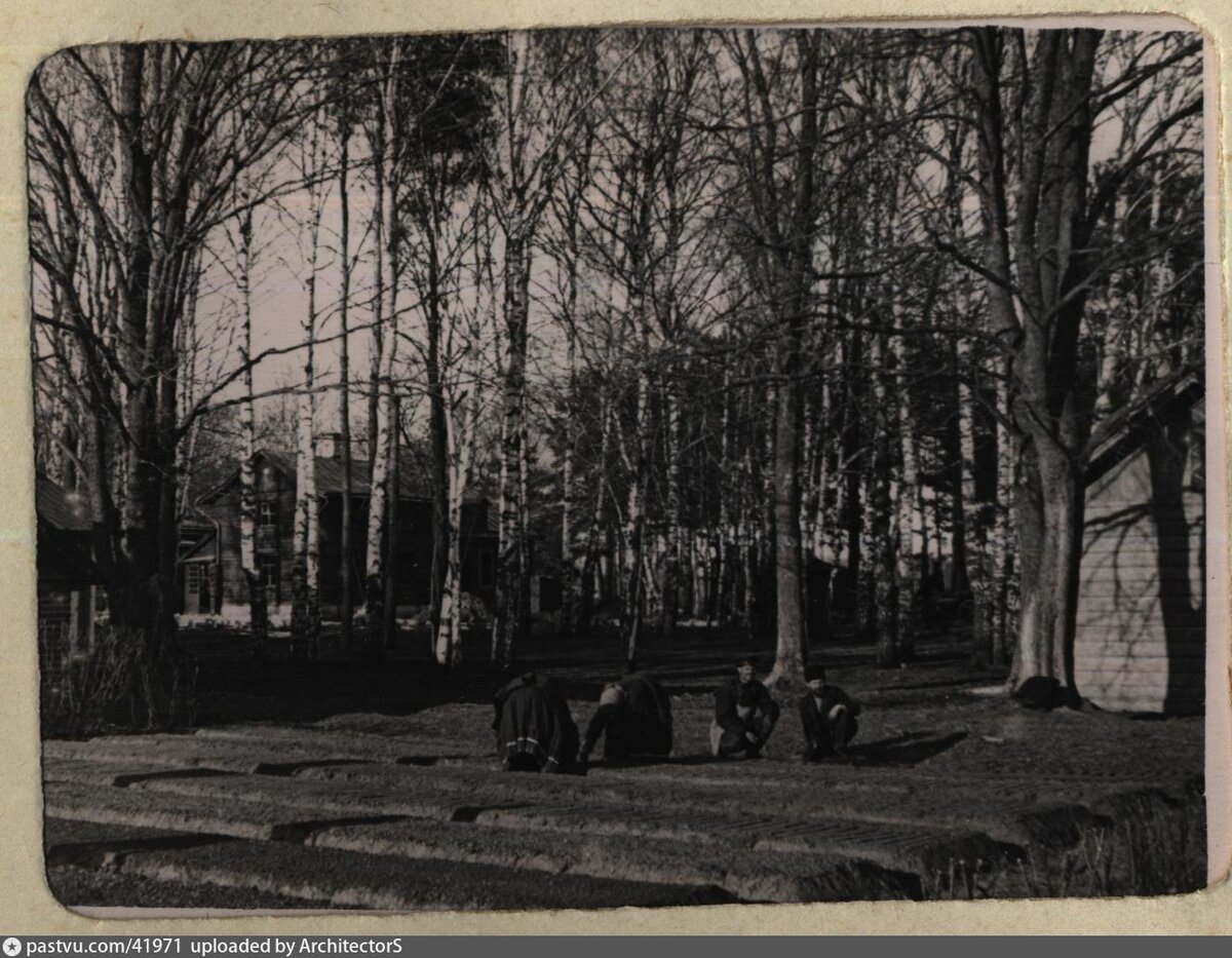 Огороды на южных территориях Сельхозакадемии, 1911.