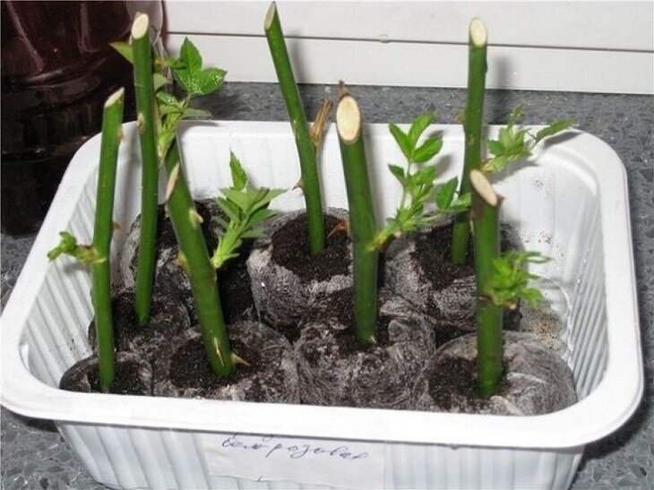 Черенкование в зиму