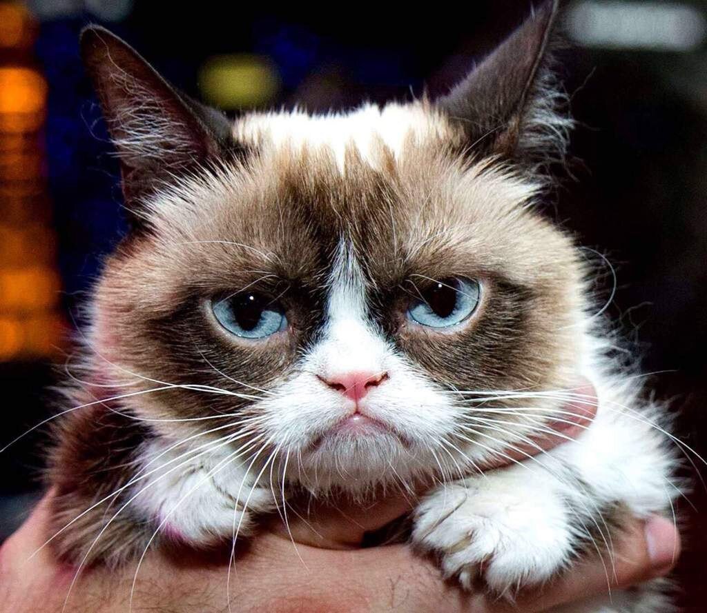 Grumpy Cat (англ. "Сердитый кот")