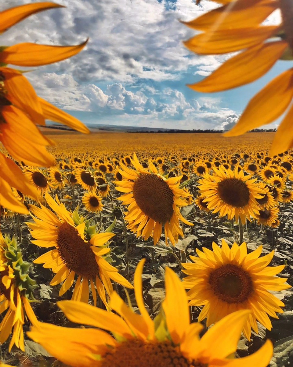 Поля Подсолнухов