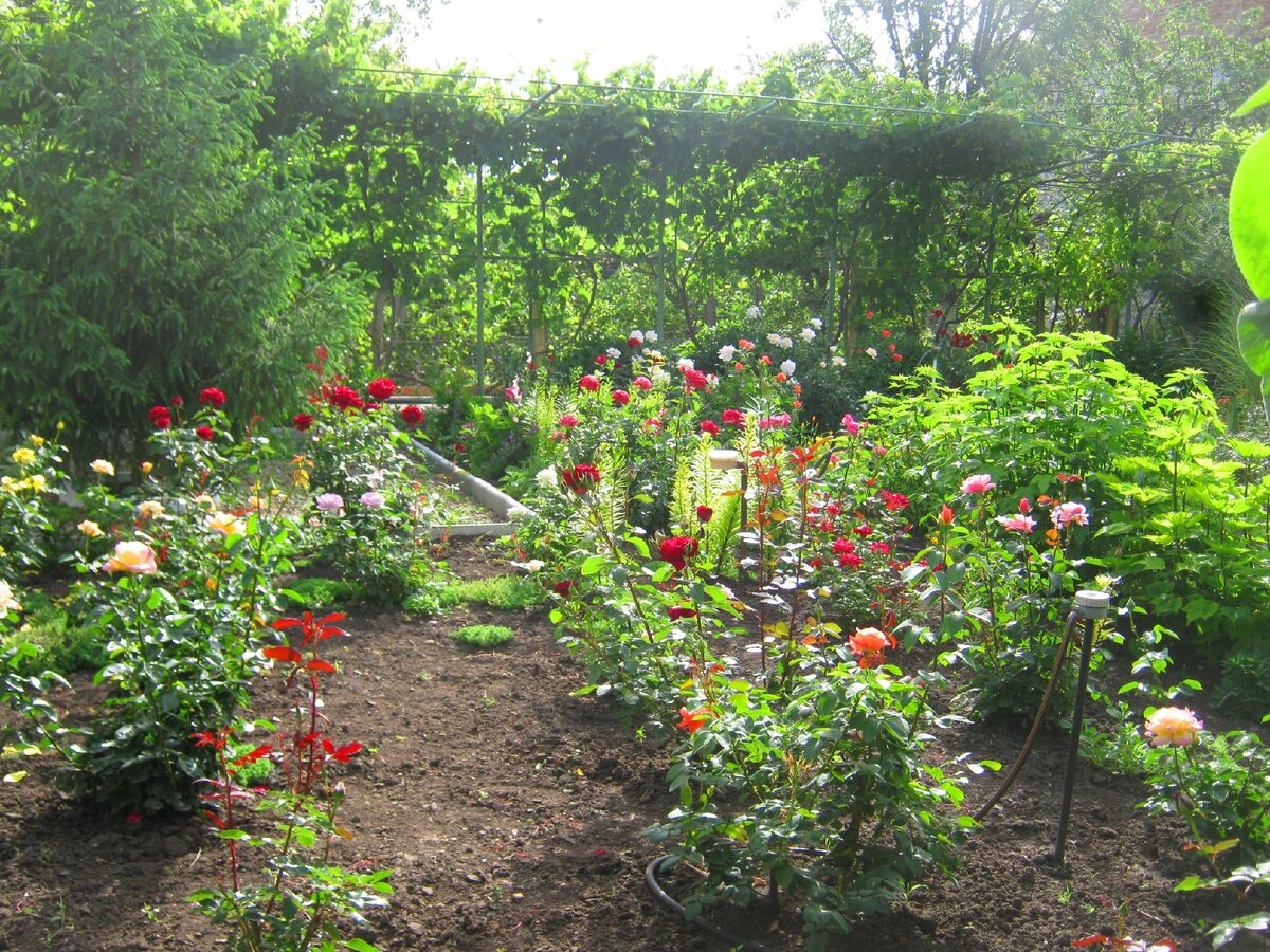 Раньше здесь росли розы   (фото автора)