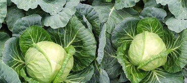 У вас много капусты, приготовьте ее вкусно для себя и своих любимых.