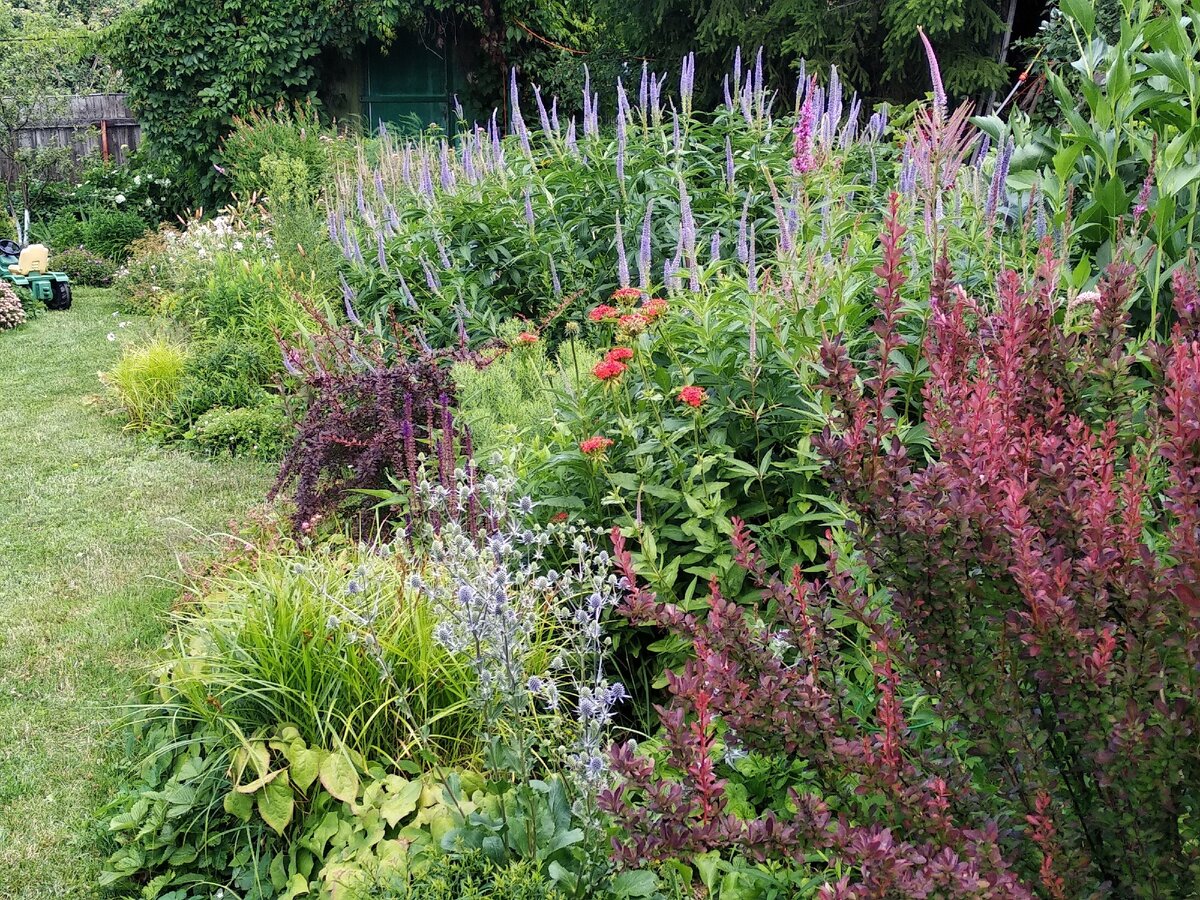 Голубые цвета вероникаструма и синеголовника здесь очень кстати!