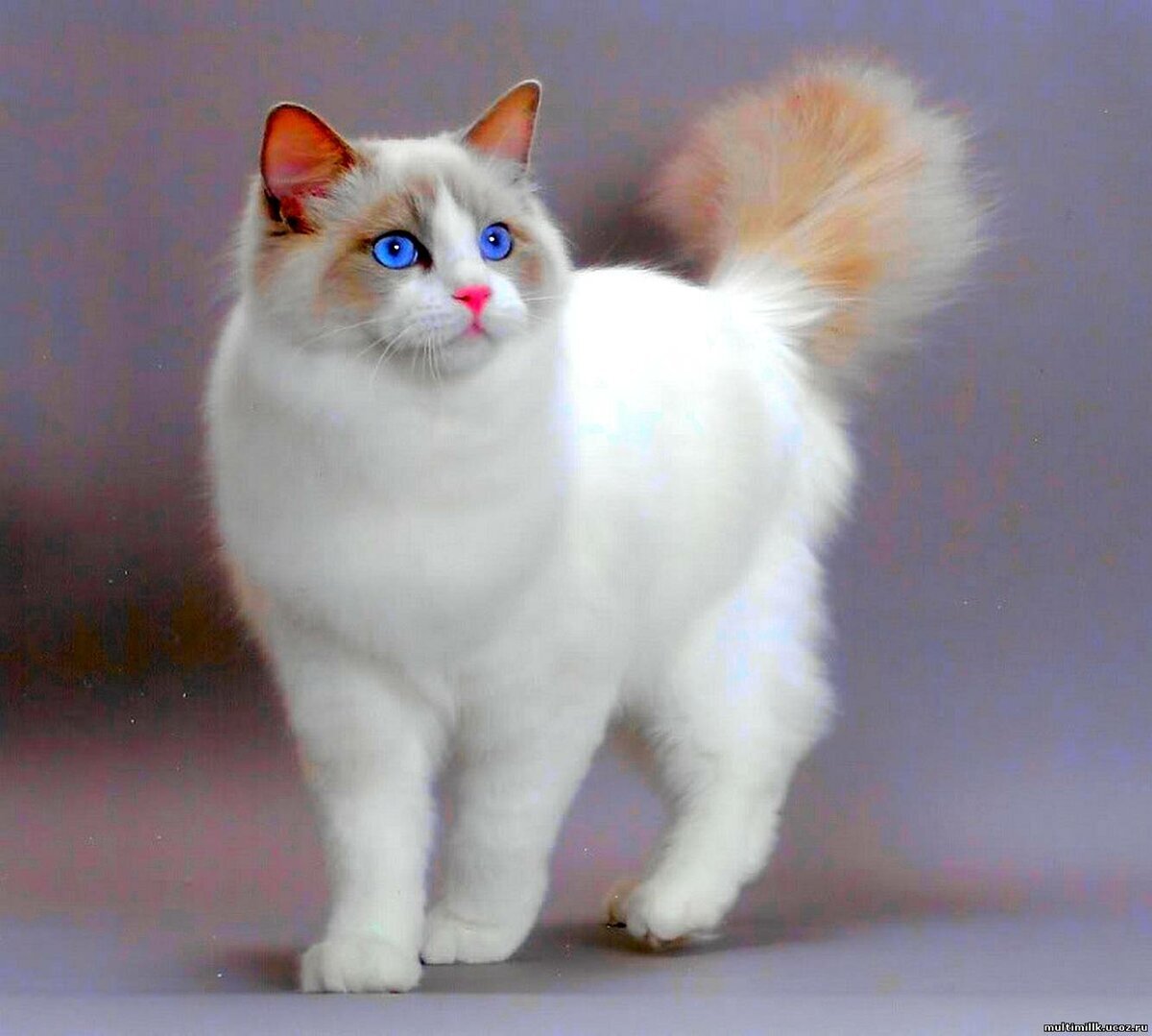 Как выглядят красивые коты