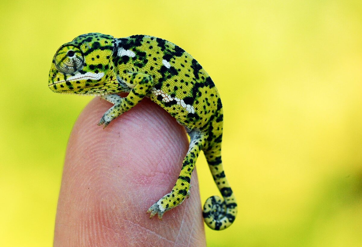 Яндекс картинки