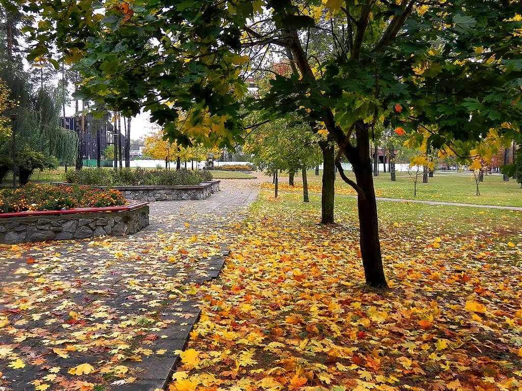 Фото родного города. Золотая осень Славутича. Славутич Украина природа.